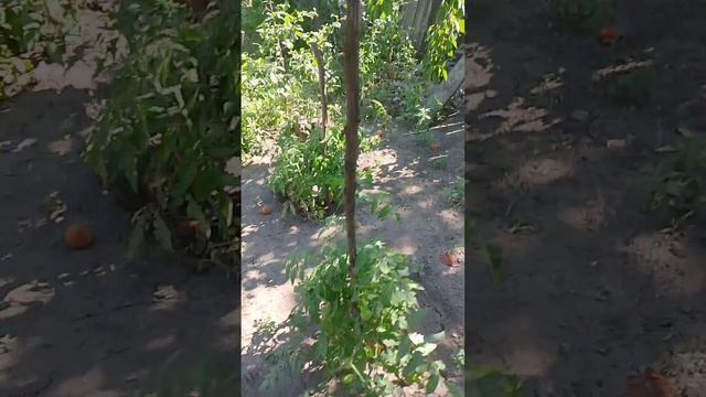 помидоры и огурцы в моём огороде, уход и подкормка #по? смотреть онлайн