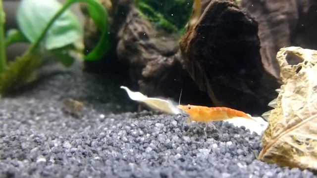 Аквариумные креветки крупным планом смотреть онлайн