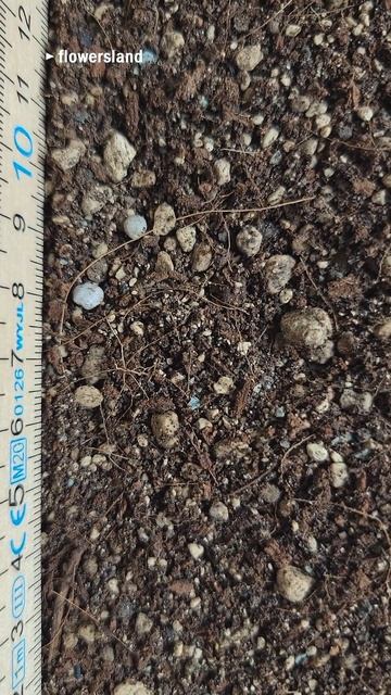 Lechuza TERRAPON | Субстрат Лечуза ТЕРРАПОН | @FlowersLand смотреть онлайн