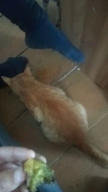 Кот и сливы смотреть онлайн