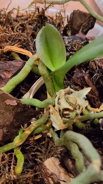 Орхидеи всегда будут давать деток. #орхидеи#детки#моиш смотреть онлайн