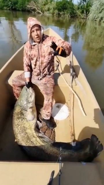 Чемпион по улову 😮 Сом гигант #fishing #рыбалка #top #top5 #топ смотреть онлайн