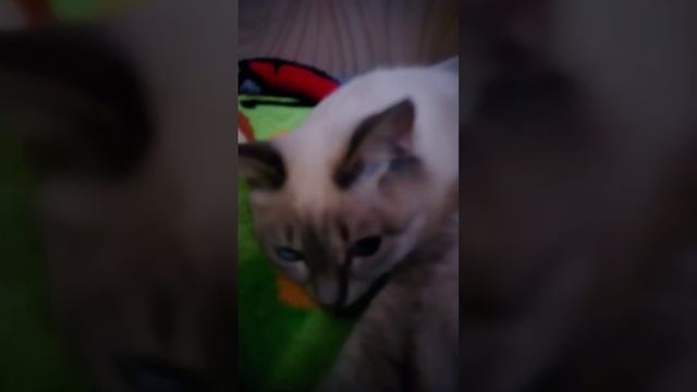 Если бы котики ходили в школу родительская собрание смотреть онлайн