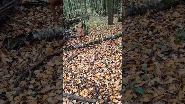 гриб Рядовка фиолетовая (синявка) октябрь 2024, Подмоско смотреть онлайн