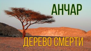 Стихотворение Анчар