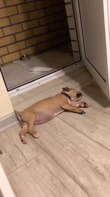 Конвульсии😄 смотреть онлайн