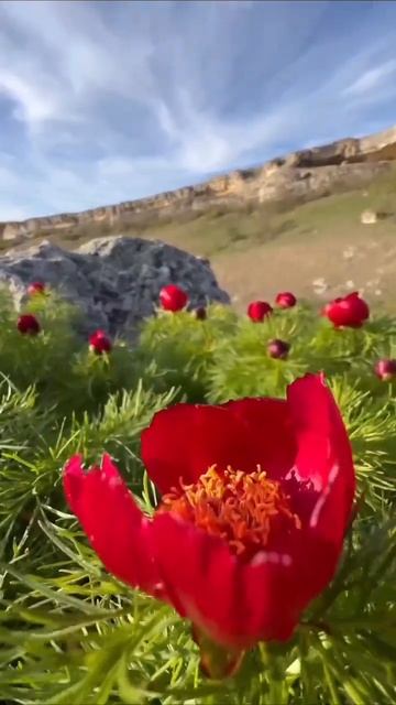 В Крыму расцвели дикие пионы 🌺☝️#крым #красотыкрыма
