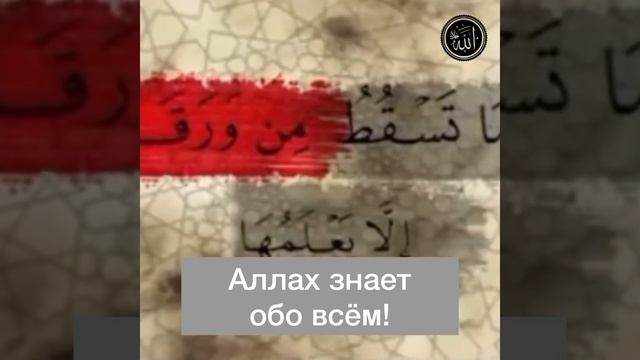 Аллах знает обо всём Барзах Ахират Судный День день Во смотреть онлайн