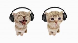The living tombstone - Cats.