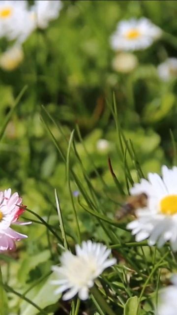 Цветущий луг с маргаритками🌸#цветы #лето