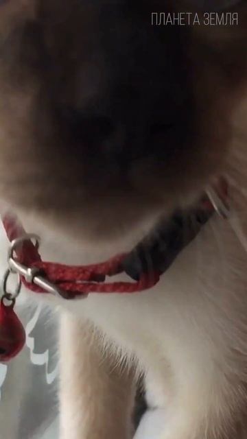 Тайская кошка: Прародительница Сиамской породы кошек смотреть онлайн