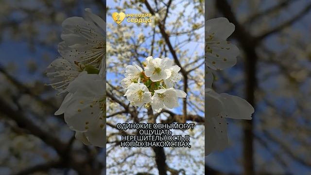 Овен Апрель 2025  #гороскоп