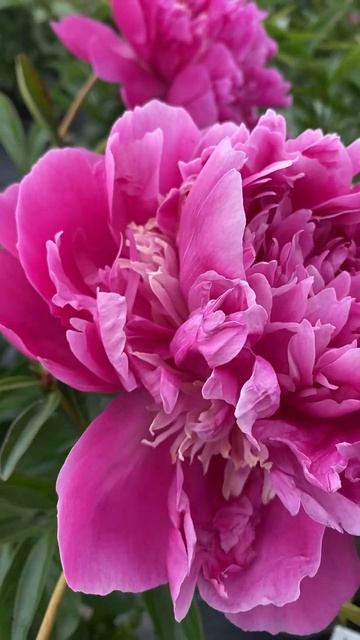 Пион Россия #пионы #розовыепионы #пионроссия #paeonia #peony
