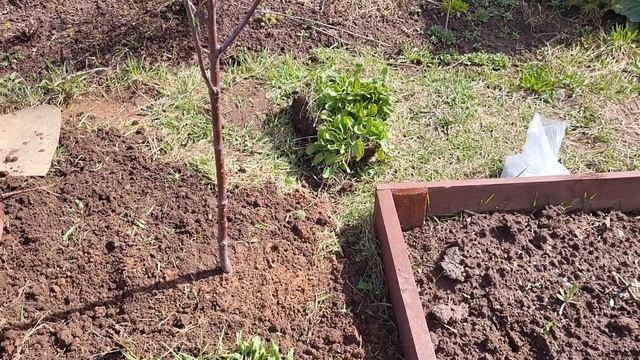 СЕКРЕТ ПОСАДКИ ДРЕВОВИДНОЙ ВИШНИ 🍒