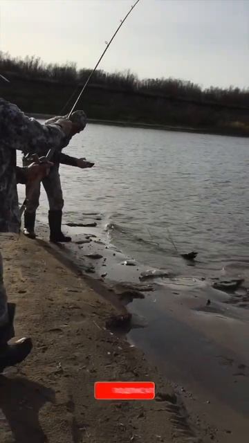 Енисейская щука #рыбалка #спиннинг #рыбалканаенисее #щ
