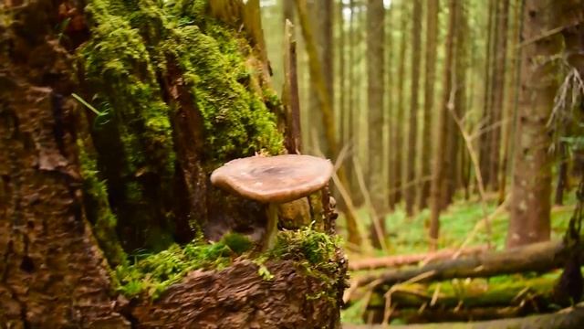 ЖЕСТКИЕ КУЛУАРЫ ИГРОВЦА!  😜 🙃 смотреть онлайн