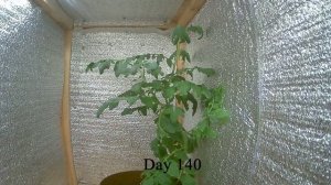 Таймлапс роста Томата ч.6