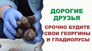 Георгины и гладиолусы оживают! Секретный эликсир весной: Фитоспорин + Гуми для пышного цветения