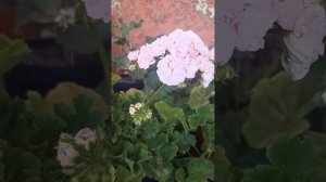 Пеларгония ЮГ Симфония.