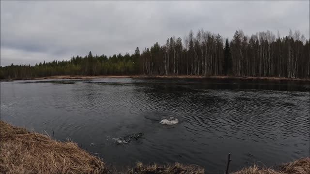 Щука как бревно смотреть онлайн
