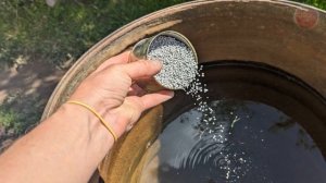 Сколько лет мучилась без этого! Теперь насыпаю в мае такое удобрение в бочку, овощи прут на глазах!