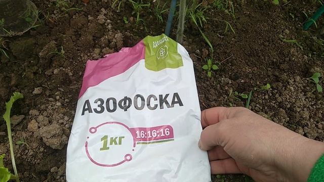 Томаты пережили Заморозки до минус 4 без Обогрева.  Брат поднимает Баню.