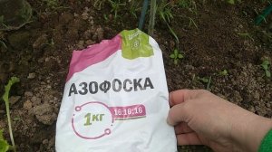 Томаты пережили Заморозки до минус 4 без Обогрева.  Брат поднимает Баню.