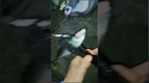 Рыбалка под мостом на остров Русский. Скумбрия,мебару