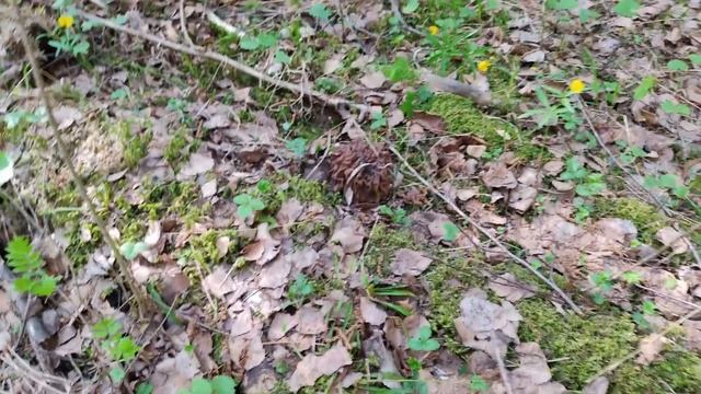 Собираем весенние грибы в Подмосковье смотреть онлайн