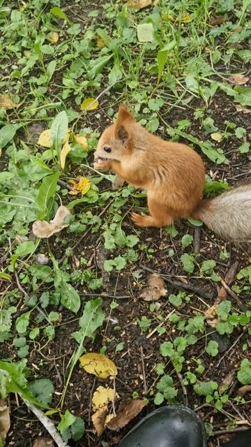 Просто кормлю белок. Кто заготавливает, кто ест. смотреть онлайн