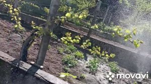 Полив огорода дождиком..., быстро и качественно.
