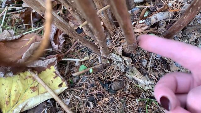 29.10.2024. Хакасия . Обрезаю древовидную гортензию. Анабел смотреть онлайн