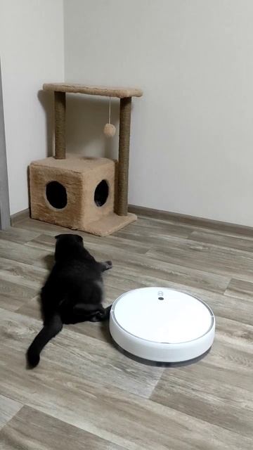 Кот против робота пылесоса. Cat vs robot vacuum cleaner. смотреть онлайн