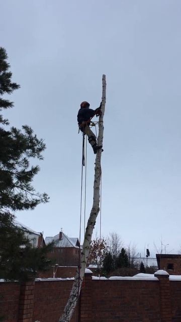 Удаление наклонной березы по частям со свободным сбро смотреть онлайн