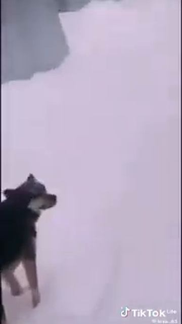 За забором лаяла 1 на 1 не смогла смотреть онлайн