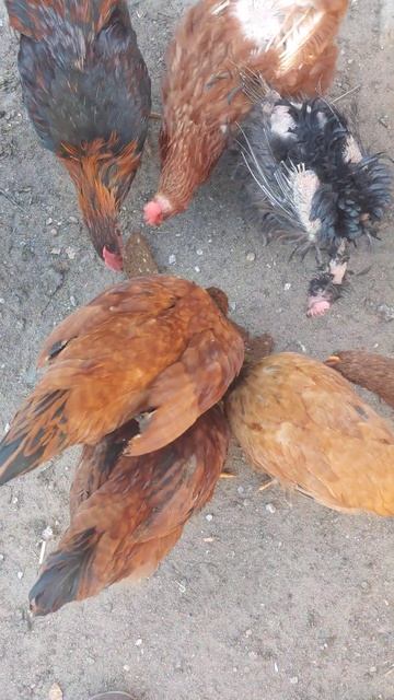 Куры любят хлеб #chicken смотреть онлайн