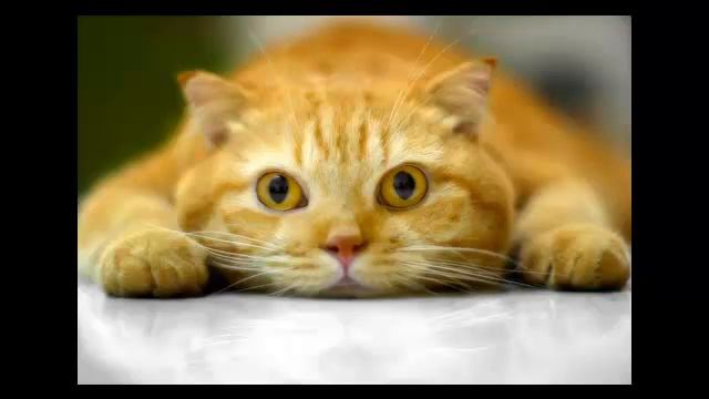 Котейки (by Neo) смотреть онлайн