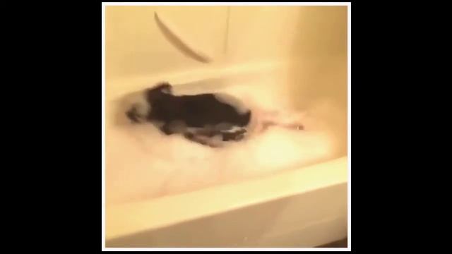 Смешные собаки 10 собака видео приколы