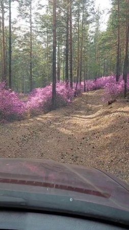 красота