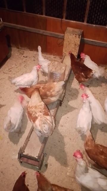 Авто кормушка для птиц смотреть онлайн