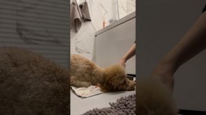 Сушка и укладка шерсти пуделя феном | Как я это делаю