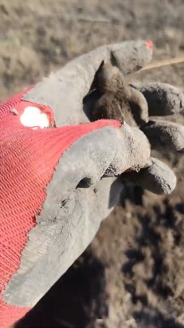 Коп Приморский край 2021 дух. Джурджени смотреть онлайн