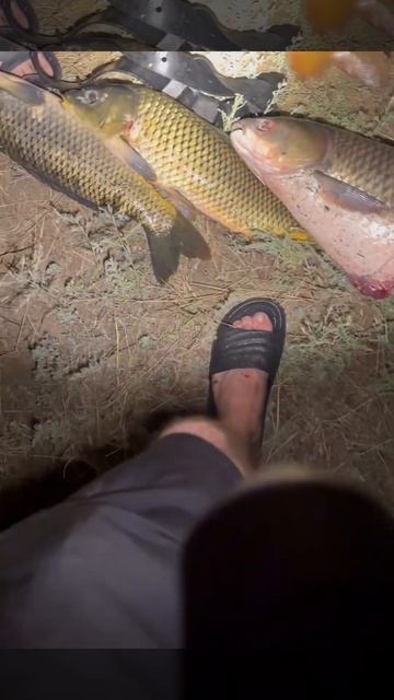 Трофей добыт! Большой белый амур #fishing #маныч #рыбалка #?