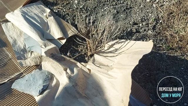 Весна на юге. Обустройство участка.
