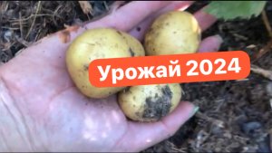 Радости природного земледелия: картофель в мульче, гигантская тыква.