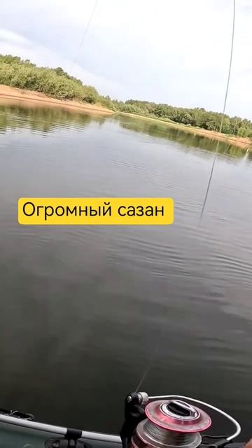 ловля сазана ,сазаны монстры ломают крокодилы
