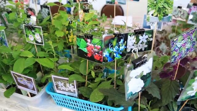 Выставка цветов 17.10.20. Растения из Анапы смотреть онлайн