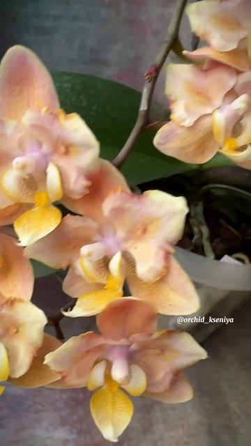 Phal. Scention peloric (buterfly) 🌸 Ароматная орхидея фаленопсис Сэ?