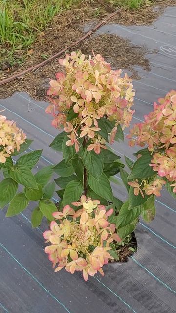 Древовидная гортензия Пастель грин смотреть онлайн