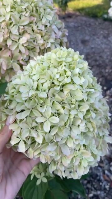 Гортензия PIXIO смотреть онлайн